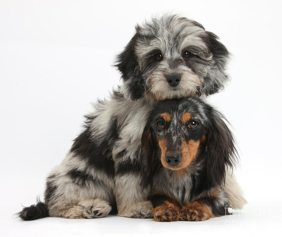 Animal Photograph - Doxie-doodle and Dachshund Puppies by Mark Taylor