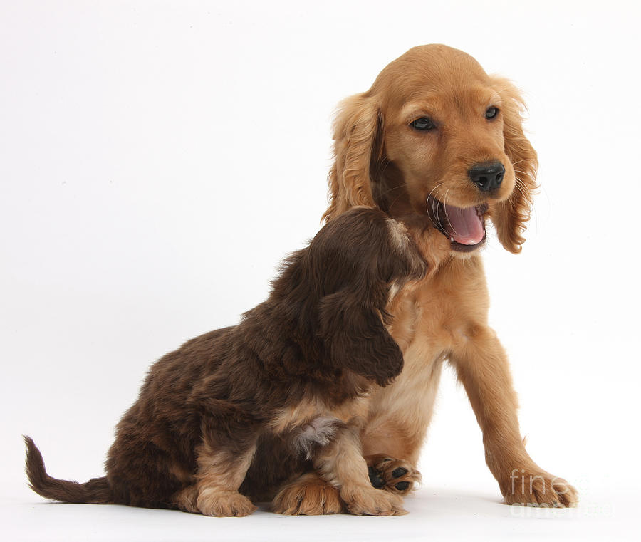 Doxie-doodle And Cocker Spaniel Puppy Photograph by Mark Taylor