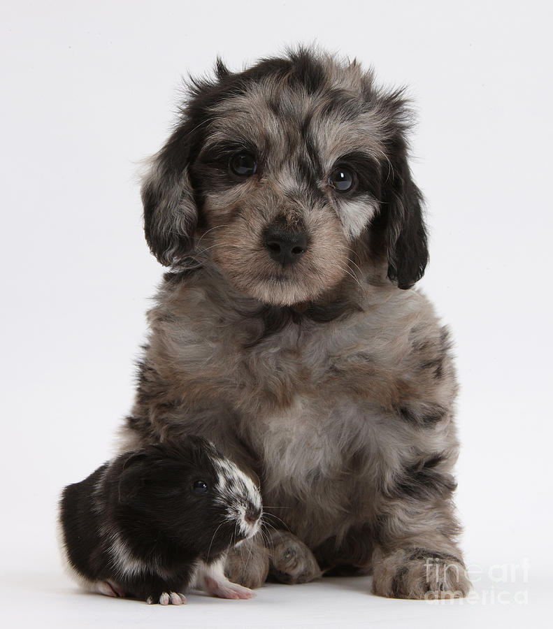 Doxie-doodle Puppy And Guinea Pig Photograph by Mark Taylor - Pixels