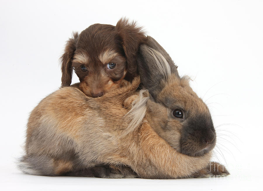Nature Photograph - Doxie-doodle Puppy And Rabbit by Mark Taylor