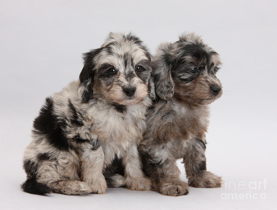 Doxie-doodle Pups Photograph by Mark Taylor