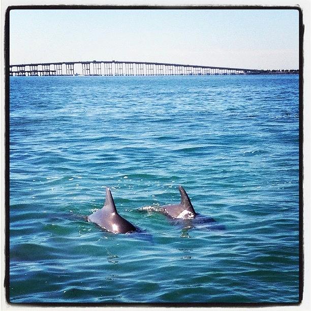 Dozens Of Dolphins - And My Camera Did Photograph by Rosie Odonnell
