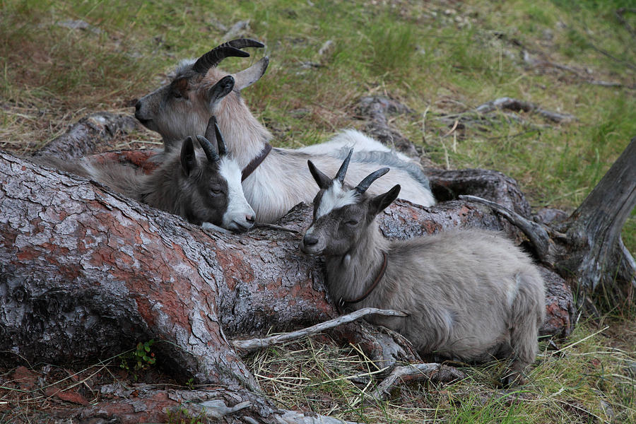Dozing goats Photograph by Ulrich Kunst And Bettina Scheidulin