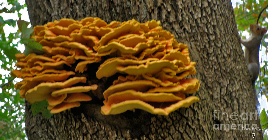 Drads Saddle Polypore Mushroom Photograph by Donna Brown