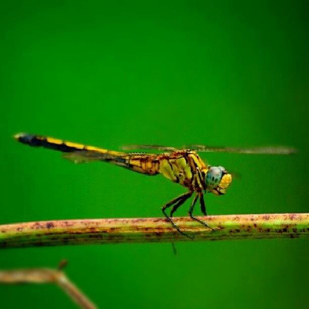 Nature Photograph - Dragon Copter by Aron Muralidhar