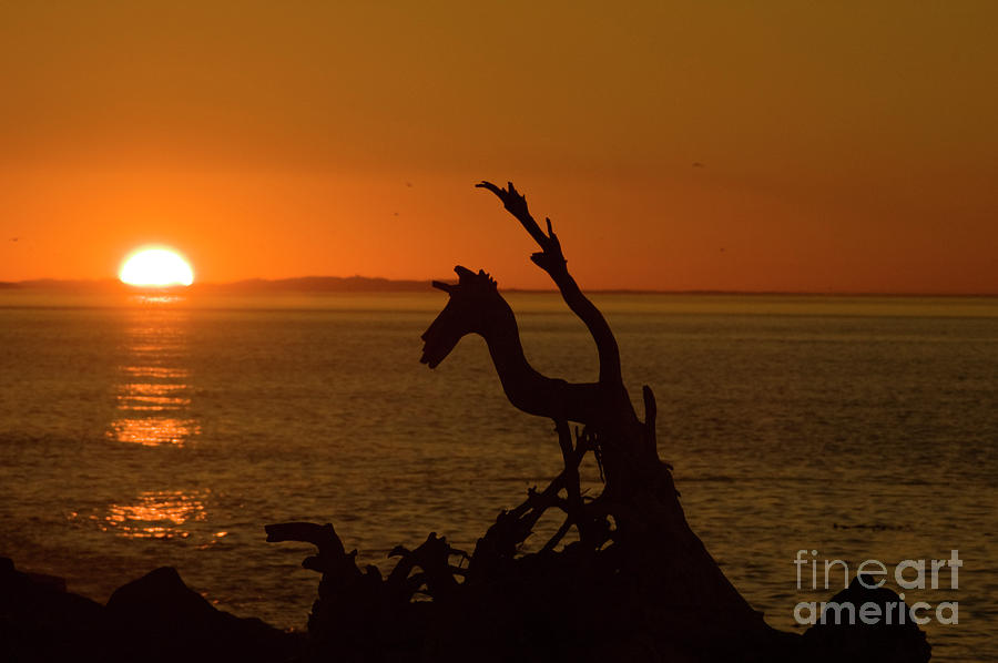 Dragon Driftwood Sunset Photograph by Tim Mulina