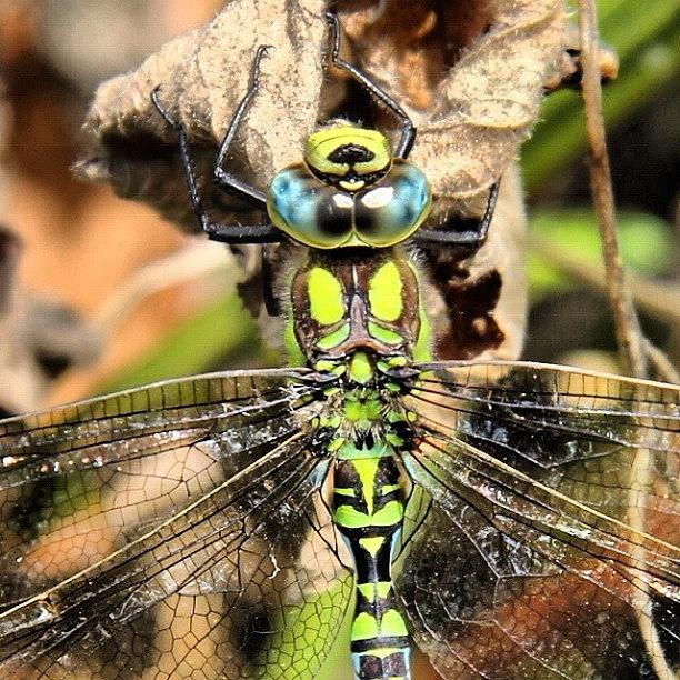 Dragonfly Photograph - Dragon Fly - Up Close And Personal by Chris Barber