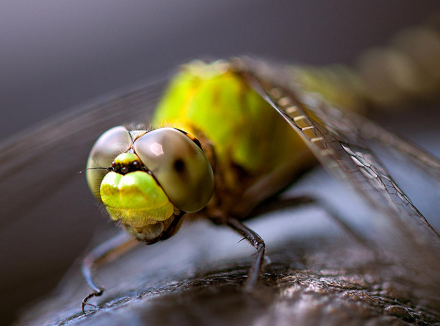Dragon-fly  Photograph by Anna Rumiantseva