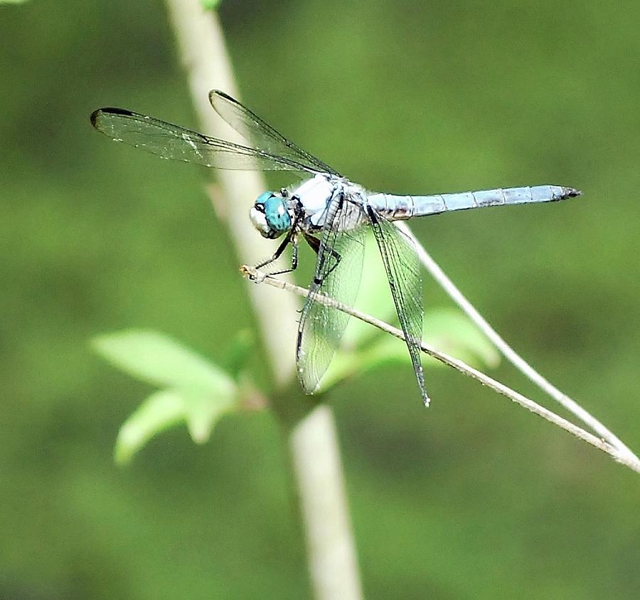 Dragon Fly Photograph by Bill Hosford