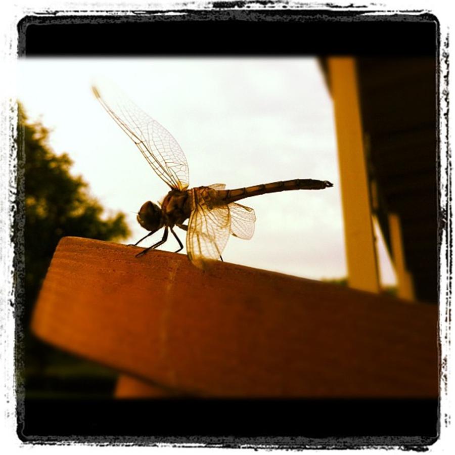 Dragon Fly Photograph by Dana Coplin