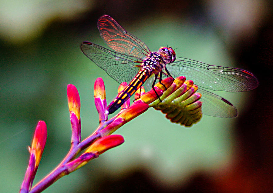 Dragon Fly Photograph by Jean Noren