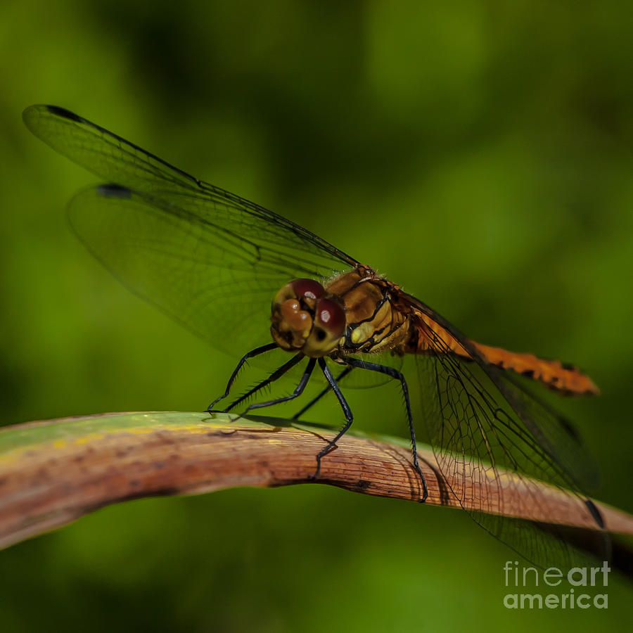 Dragon fly Photograph by Jorgen Norgaard
