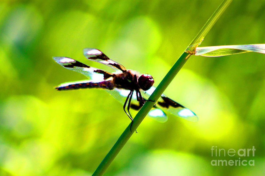 Insects Photograph - Dragon Fly by Nick Gustafson