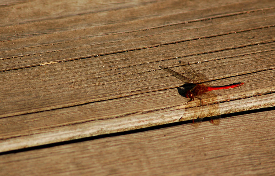Dragon Fly of Red Photograph by LeeAnn McLaneGoetz McLaneGoetzStudioLLCcom