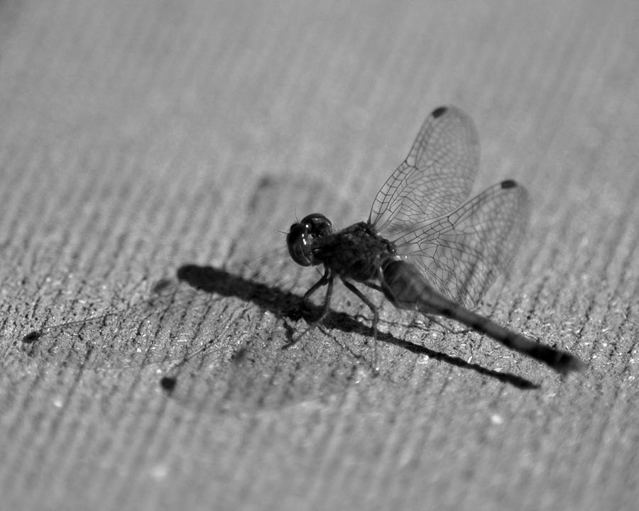 Dragon Fly Shadow Photograph by LeeAnn McLaneGoetz McLaneGoetzStudioLLCcom