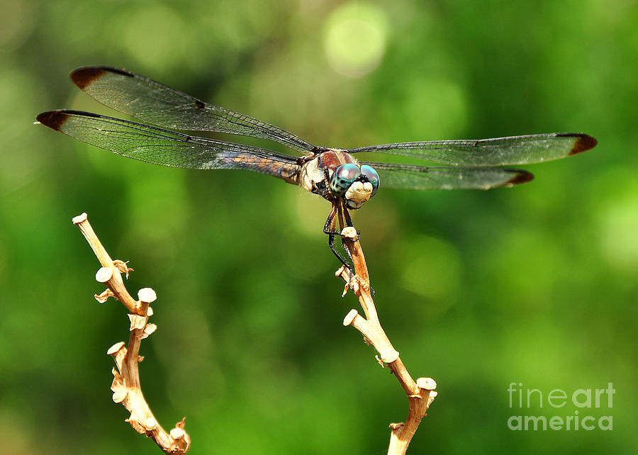 Dragon Fly Photograph by Susan Cliett