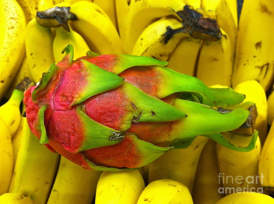 Dragon Fruit Photograph by Sean Griffin