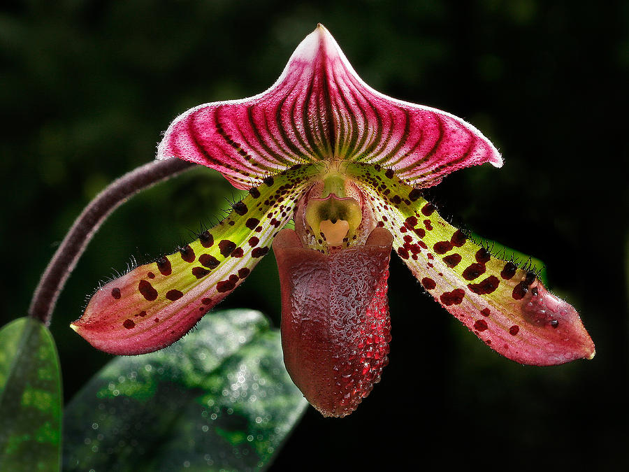 Dragon Orchid Photograph by Jean Noren