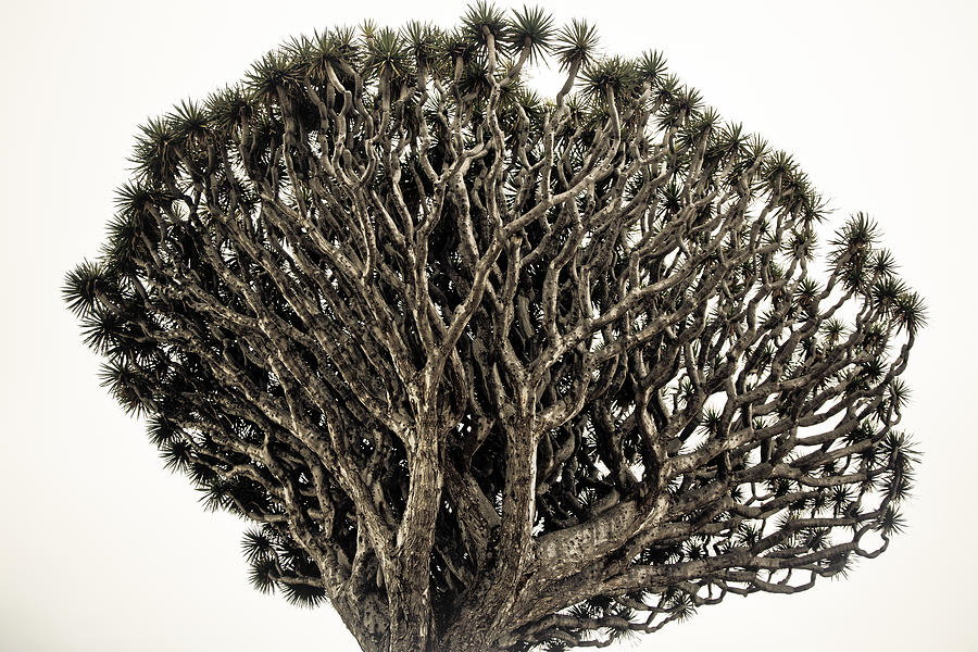 Dragon Tree Photograph by Justin Albrecht