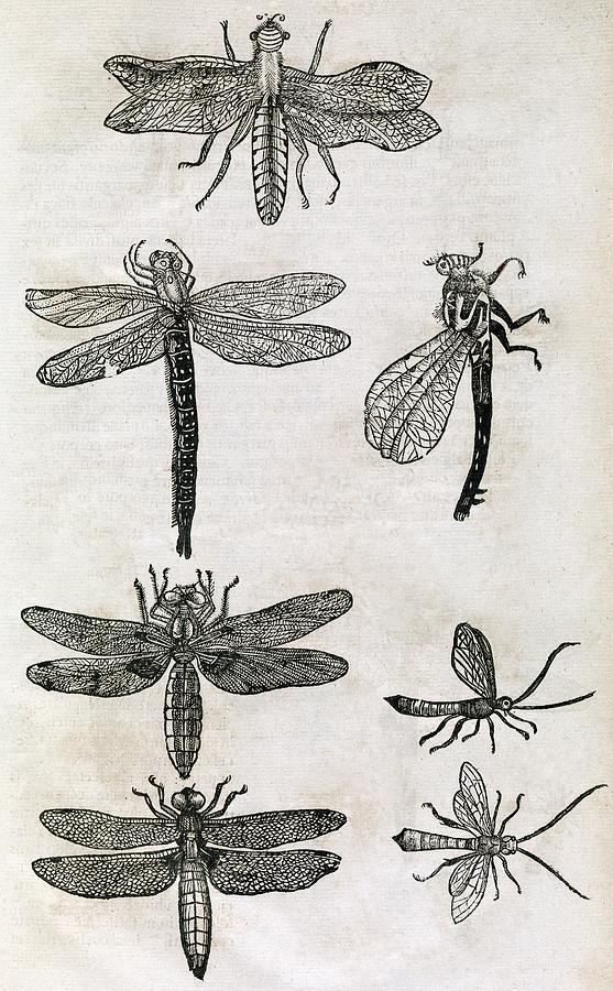 Insects Photograph - Dragonflies, 17th Century Artwork by Middle Temple Library