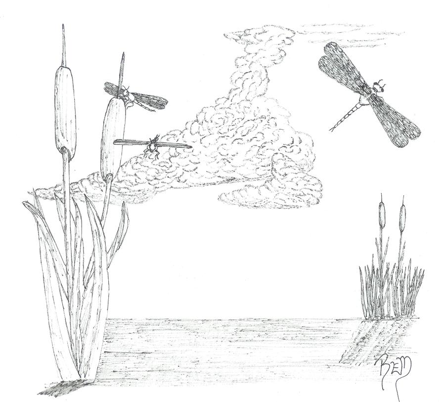 Landscape Drawing - Dragonflies And Cattails - Sketch by Robert Meszaros
