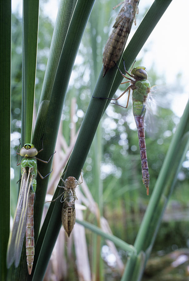 dragonfly metamorphosis dragonfly metamorphosis