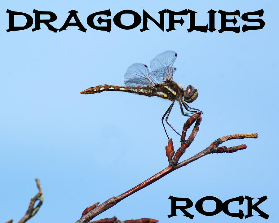 Dragonflies Rock Photograph by Ben Upham III