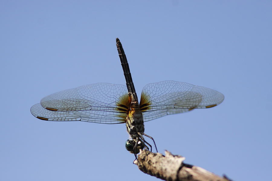 Dragonfly - Handstand Photograph by Travis Truelove