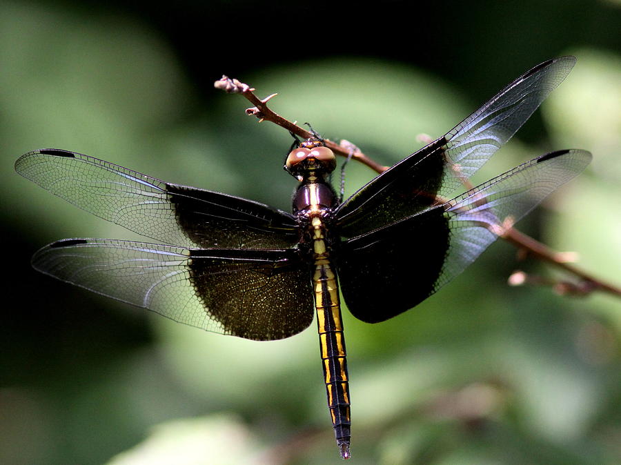 Dragonfly - Hanging On Photograph by Travis Truelove