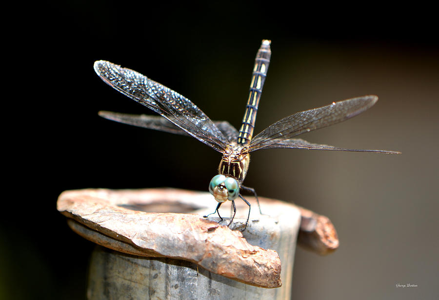 Dragonfly   Ready for Takeoff 2 Photograph by George Bostian