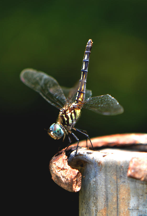 Dragonfly   Ready for Takeoff Photograph by George Bostian