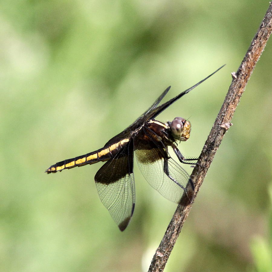 Dragonfly - Yellow Stripe Photograph by Travis Truelove