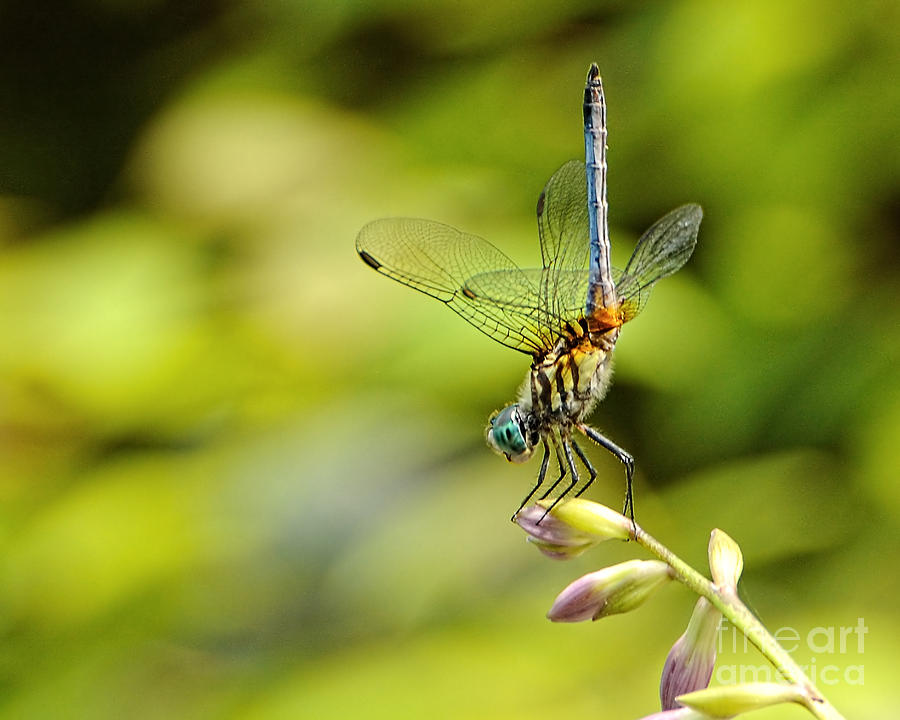 Dragonfly 1 Photograph by Edward Sobuta