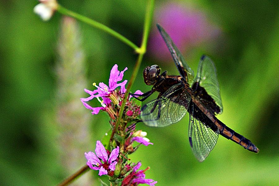 Dragonfly 1 Photograph by Joe Faherty