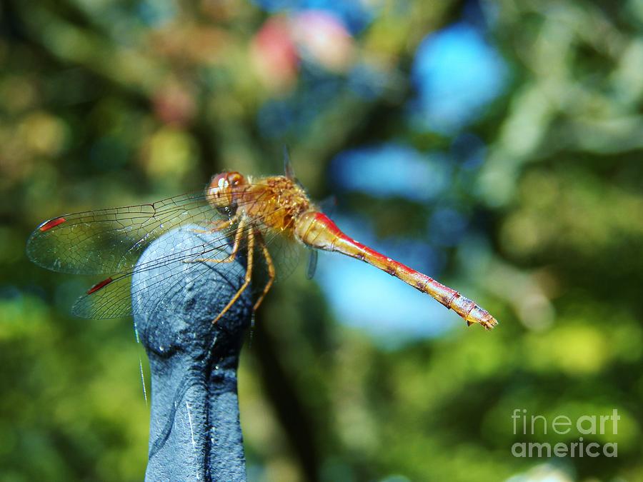Dragonfly 1 Photograph by Judy Via-Wolff