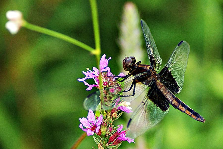 Dragonfly 2 Photograph by Joe Faherty