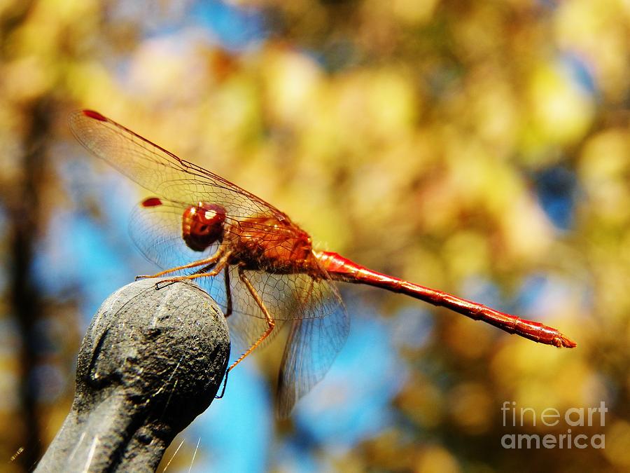 Dragonfly 2 Photograph by Judy Via-Wolff
