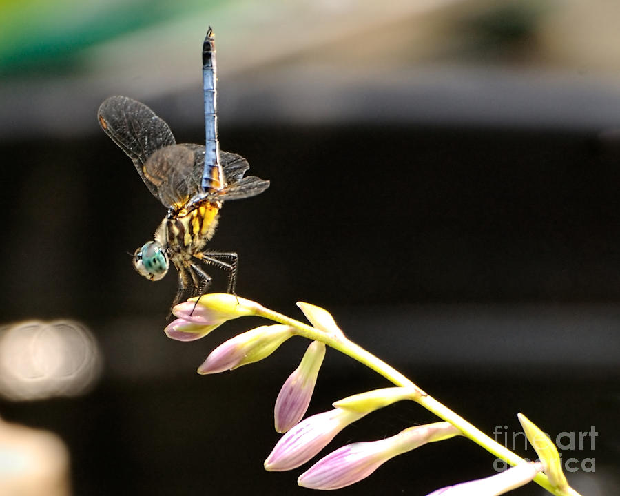 Dragonfly 3 Photograph by Edward Sobuta