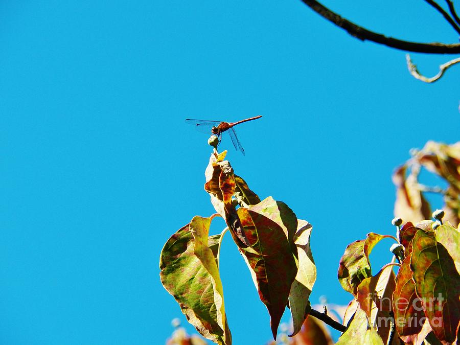 Dragonfly 3 Photograph by Judy Via-Wolff