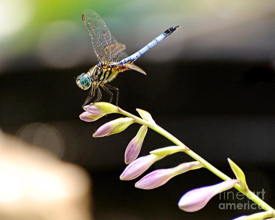 Dragonfly 4 Photograph by Edward Sobuta