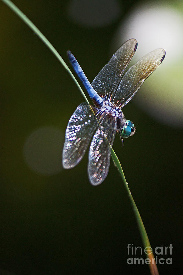 Nature Photograph - Dragonfly 4 by Robert Sander