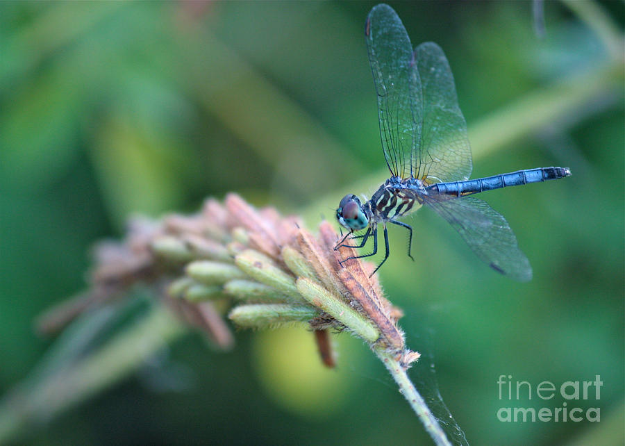 Dragonfly and Green Marsh Photograph by Carol Groenen