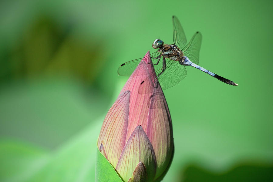 Dragonfly And Lotus Bud Photograph by masahiro Makino