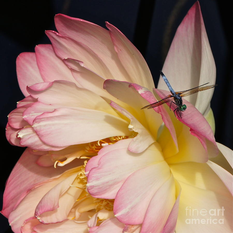 Dragonfly And Lotus Photograph by Byron Varvarigos