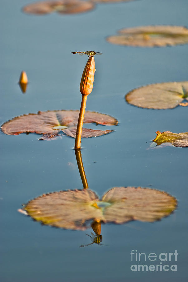 Dragonfly And Lotus Photograph by Luciano Mortula