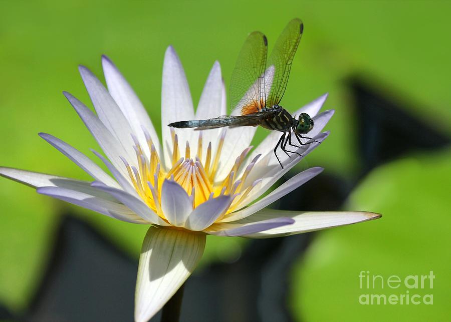 Lily Photograph - Dragonfly and the Water Lily by Sabrina L Ryan