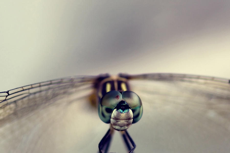 Dragonfly Art Photograph by Joel Olives