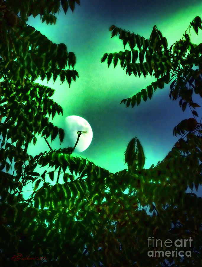 Dragonfly Aurora Moon Photograph by Pat Davidson