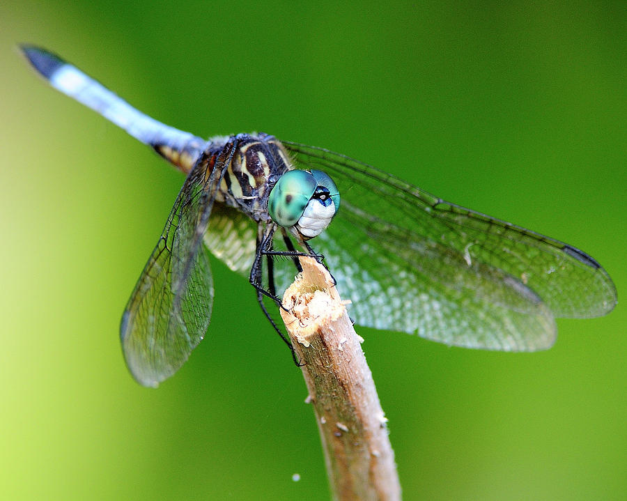 Dragonfly Photograph by Bill Dodsworth