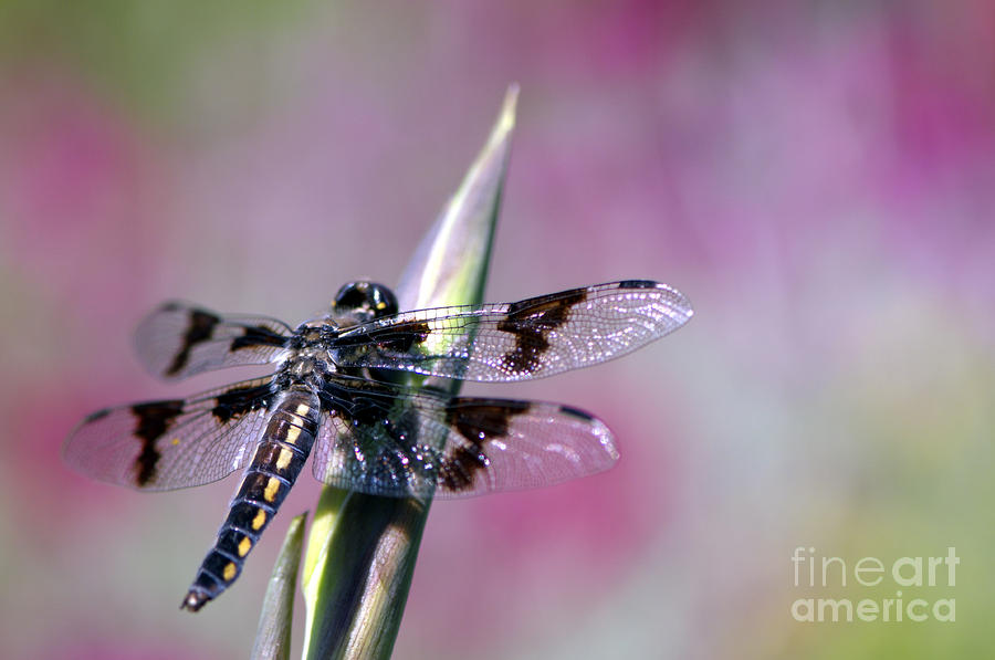 Dragonfly Bokeh Photograph by Sharon Talson